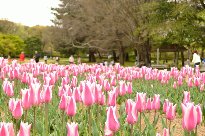 約32品種10万本の赤や黄色、紫色などのチューリップが咲く「万博記念公園」