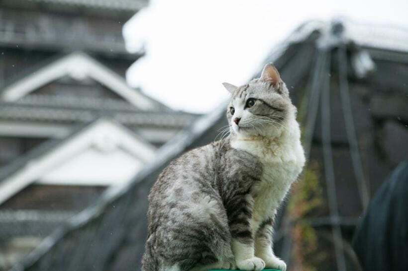 お城はいつごろ、
復旧するの？（ｐｈｏｔｏ　草野清一郎）