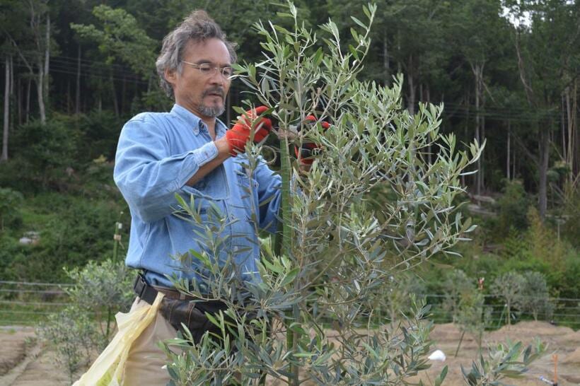 2017年、オリーブの植樹作業をする徳水博志さん。17年から栽培を始めたオリーブは、既に搾油をするまでになった（徳水さん提供）