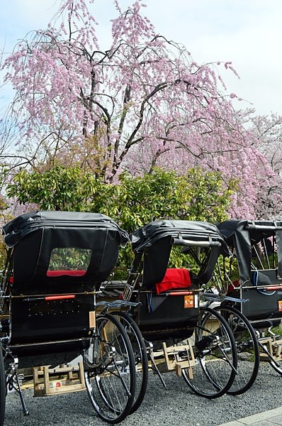 桜の木の下で、お客さんを待つ人力車