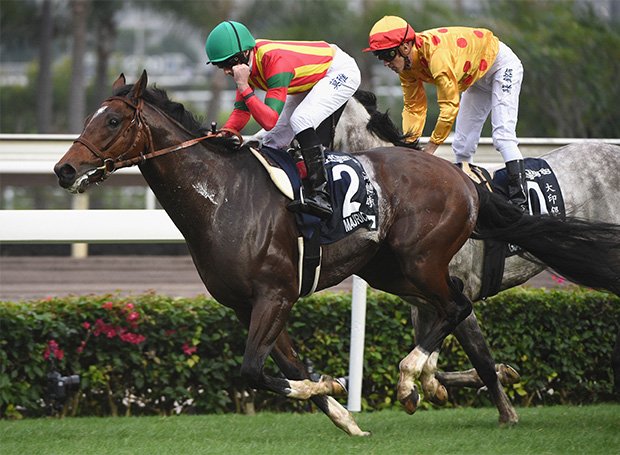 昨年の香港マイルで優勝したモーリスは、ラストランとなる今年は香港カップに出走する（写真：Getty Images）