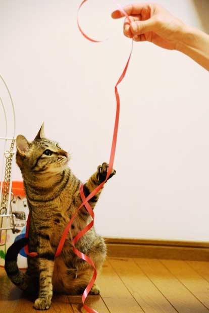 『おじさまと猫』は、猫と人の関係性をモチーフにした作品（※写真はイメージ）