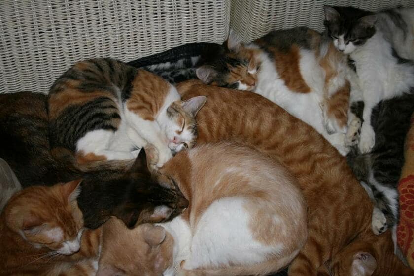固まって熟睡中の猫たち（2011年1月）