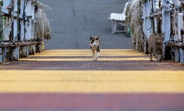 桟橋とはランウェイだ！「今年の冬は三毛がトレンドにゃー」【沖昌之】