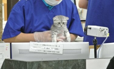 毎年2万5千匹が死亡　ペットビジネスの闇を打開する鍵は「ペットを飼っているあなた」