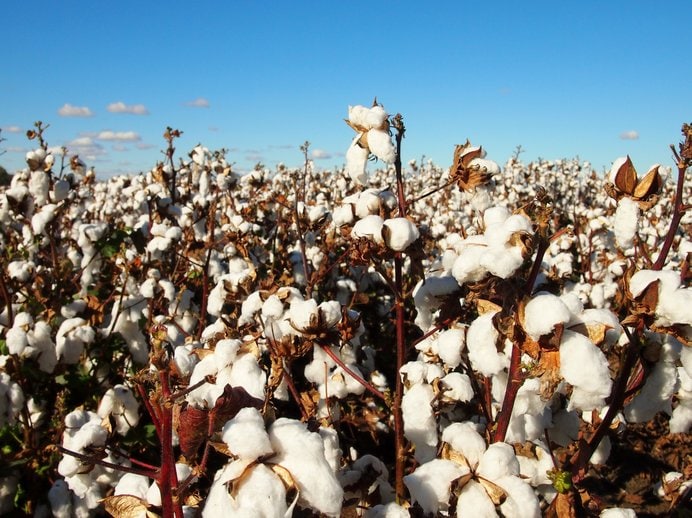 綿畑　オーストラリア