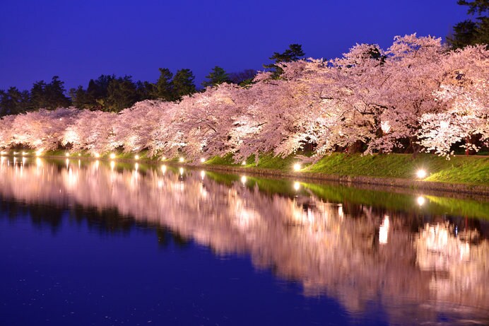 弘前公園の夜桜は幻想的な美しさ