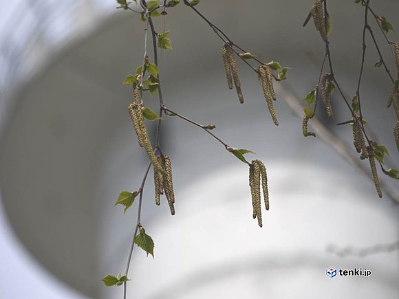 札幌のシラカバ花粉　飛び始めの頃（2017年4月28日）　撮影：日本気象協会北海道支社　持田浩