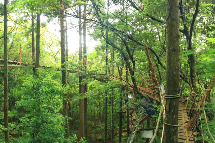 照葉樹林の中、全長300メートルのボードウォークを歩く「キャノピーウォーク」