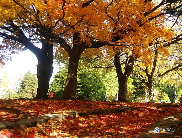 赤や黄色の落ち葉のじゅうたん（24日)　撮影：日本気象協会　森　和也