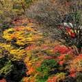 首都圏でも満喫できる「紅葉絶景路線」3選!