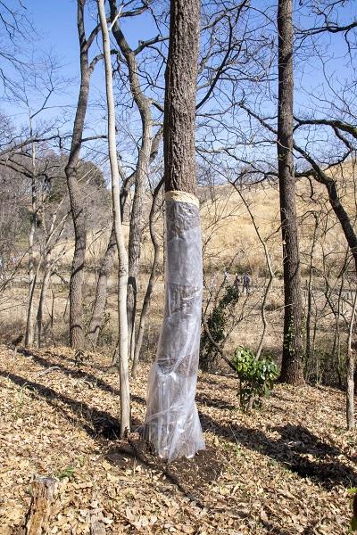 害虫の侵入を防ぐ対策が取られた樹木（神奈川県森林協会提供）