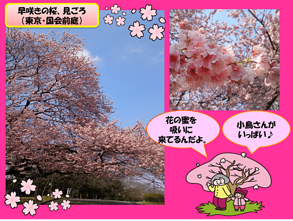 図でわかる早咲きの桜の様子