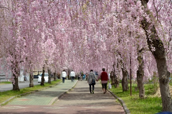 日中線記念自転車歩行者道のしだれ桜（福島県）