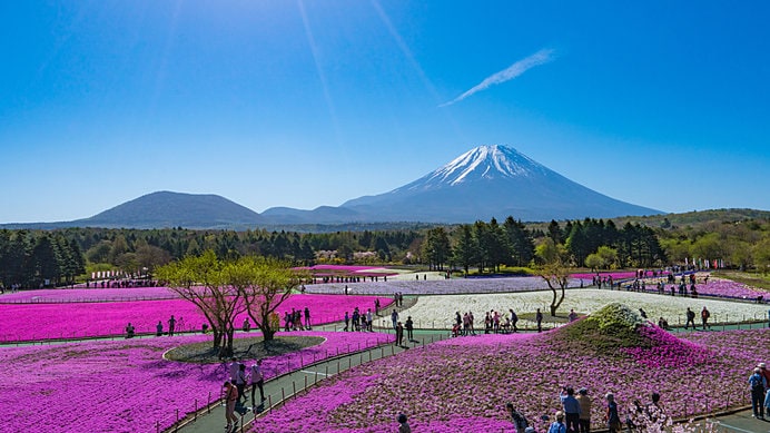 芝桜の富士山も！　フォトスポットがあちこちに