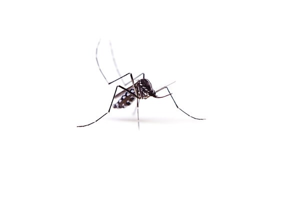 ヒトスジシマカ。いわゆるやぶ蚊