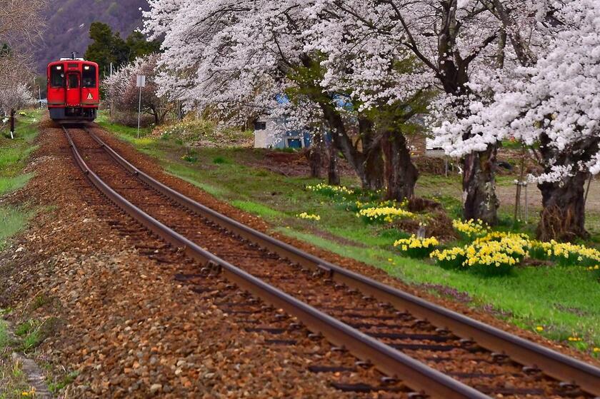 会津鉄道［福島県］／沿線は素朴な田舎の風景が広がり、春の訪れとともに一斉に桜の花が咲く（写真：会津鉄道提供）
