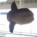 今年は丑年! 干支にちなんで世界一重い硬骨魚「ウシマンボウ」を見に行こう!