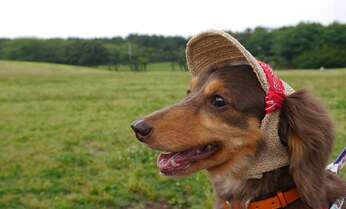 熱中症だけじゃない! 肉球やけど、ただれ、白内障… 犬が着飾る本当の理由