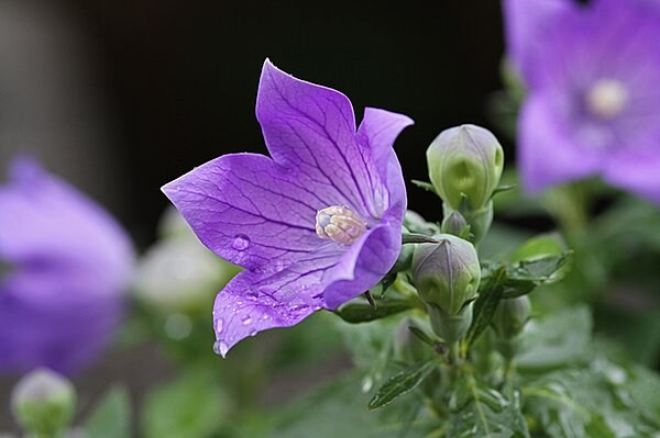 季節の花「桔梗」は秋の七草