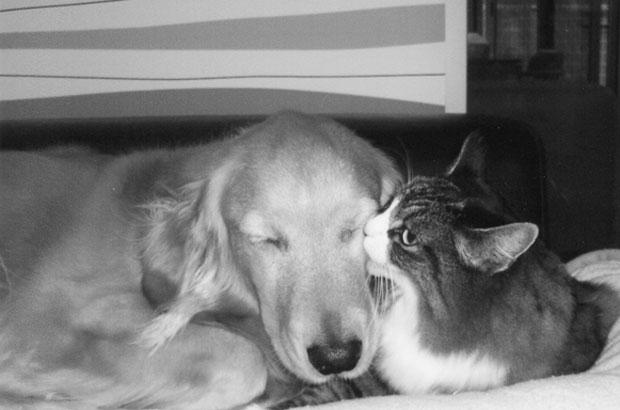 写真・図版(1枚目)| 第1065回 犬好き猫、スミレのペロペロ愛