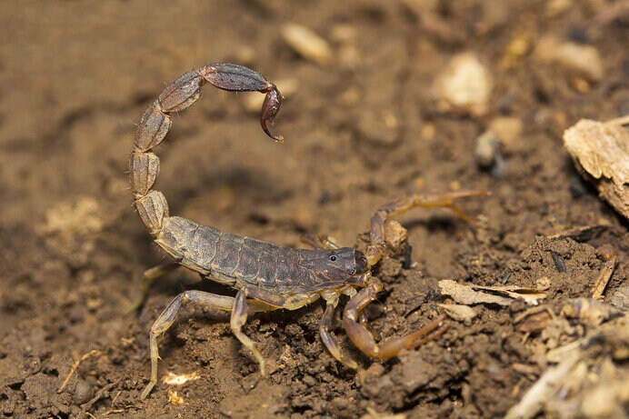 禍々しい砂漠の毒虫サソリ。生死を司る生物として崇められてもいました