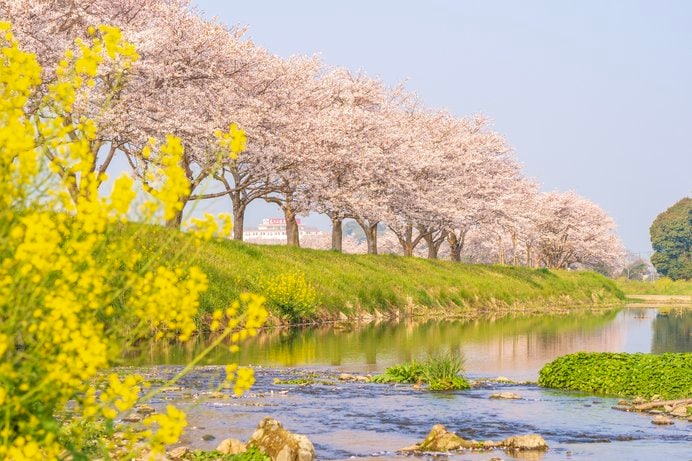 草場川の桜並木（福岡県）
