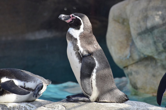 世界最大級のペンギン展示「ペンギン村」が大人気