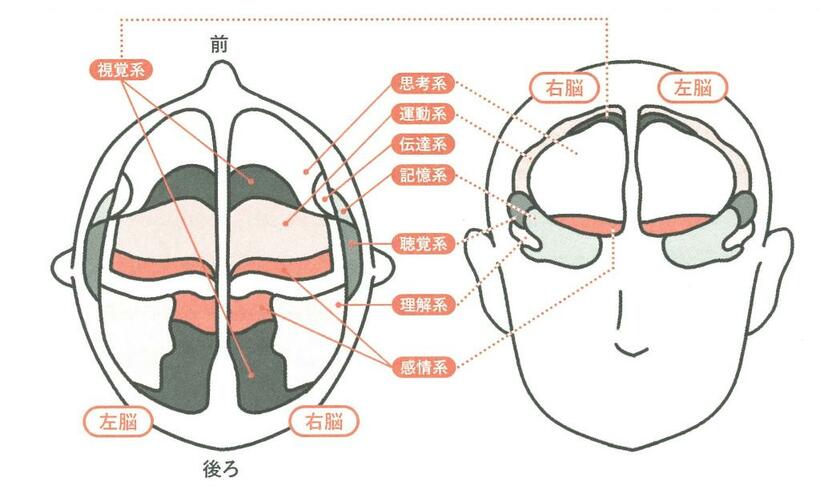 脳に存在する神経細胞は、似たような働きをするもの同士で集団を作っていると加藤さんは言う。脳のどの場所にどのような働きの細胞集団があるのか、地図を模して示したのが、上図の「脳番地」だ（図版 『イラスト図解 脳ドクターが教える 脳とココロの引き寄せルール』から）