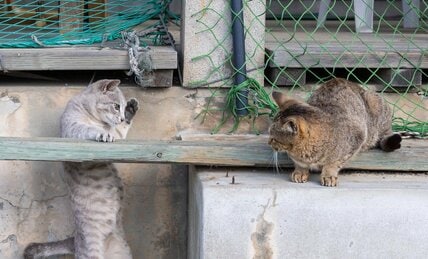お茶目に敬礼するグレーの猫さん「よろしくであります。にゃっ！」【沖昌之】