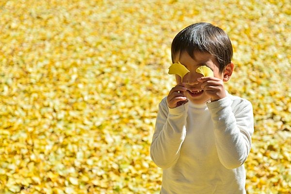 黄金の秋を彩るイチョウ。いろいろな側面からその魅力をお伝えします