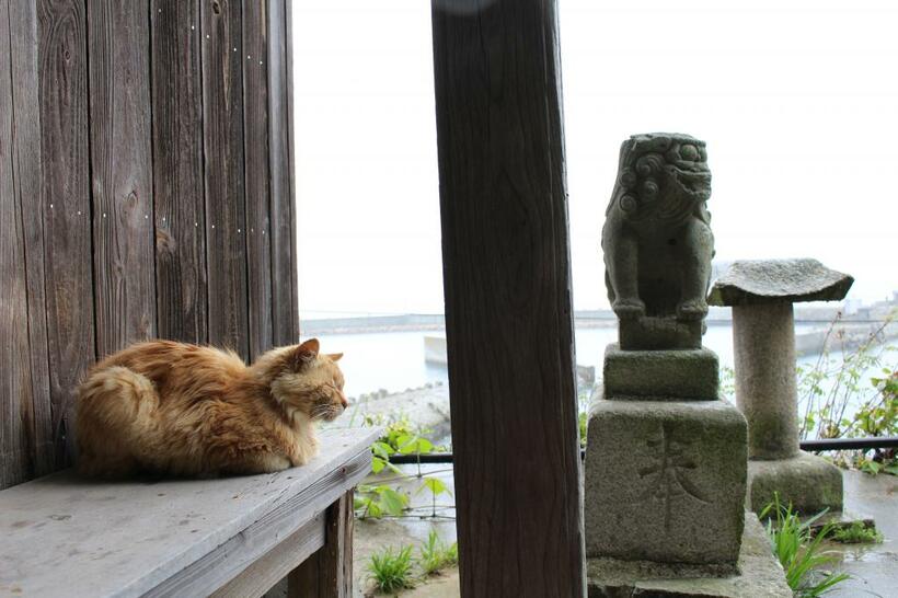 若宮神社で雨宿りする猫（撮影／瀬戸内みなみ）