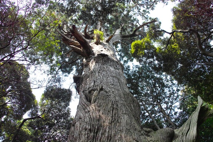 台方の大杉。日本各地に1,000年を優に超す大杉が生きています