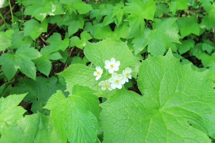 濡れると花びらが透明に!?不思議なサンカヨウが見ごろ | AERA dot