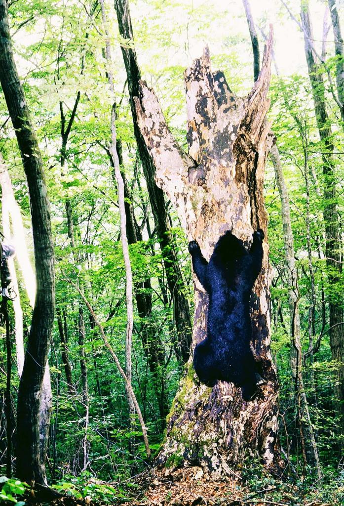 広島県、1998年8月。枯れ木にニホンミツバチが巣をつくっているが爪で破壊できず、上から入ろうとしている。ミツバチの蜜はもちろん、クロスズメの幼虫も好物だ（撮影：米田一彦）