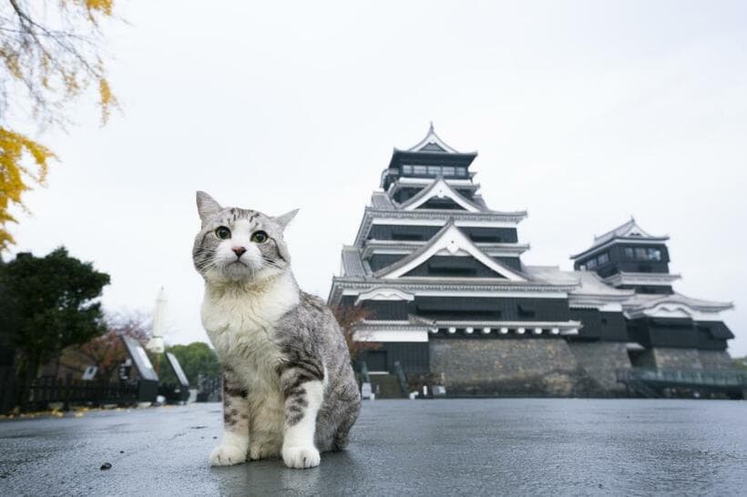 ｐｈｏｔｏ　草野清一郎