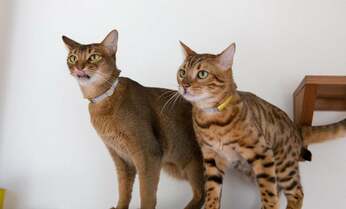 「歩いた」「食べた」「寝ている」 猫のいまが丸わかり! 猫専用ウェアラブルデバイスとは