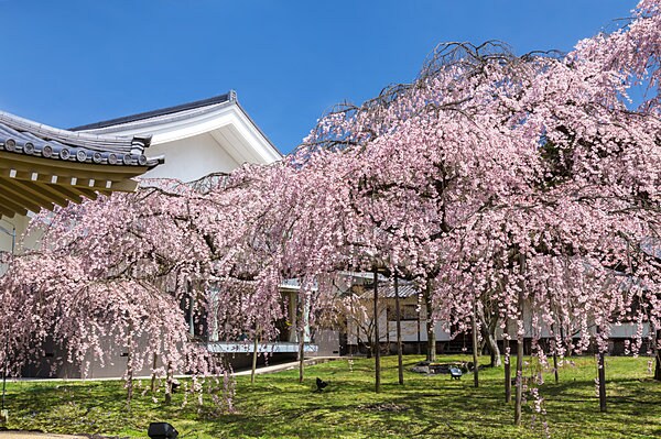 京都・醍醐寺 「土牛の桜」