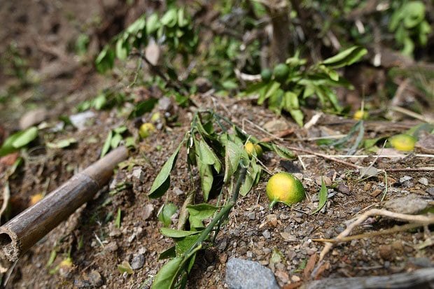 豪雨被害を受けた愛媛県宇和島市で、土砂に埋まったみかん　（ｃ）朝日新聞社