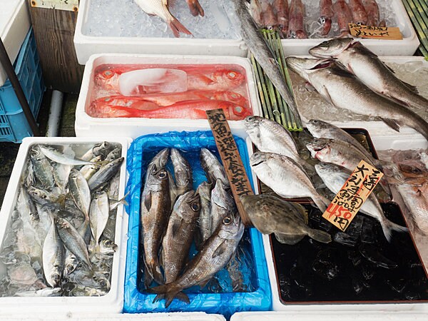 三崎朝市の新鮮地魚