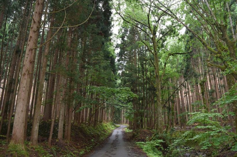 利用していない山林でも、固定資産税や相続税の負担がのしかかってくる　　（ｃ）朝日新聞社 （写真はイメージ）
