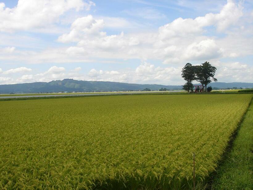 ＪＡみやぎ登米／「赤とんぼが乱舞する産地を目指そう！」を合言葉に環境保全米の栽培を進め、今年で20周年になる（写真：JAみやぎ登米提供）