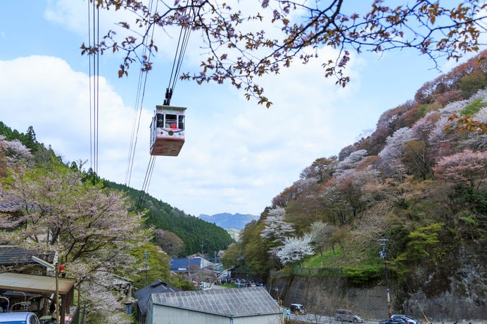 吉野山の桜は絶景です！