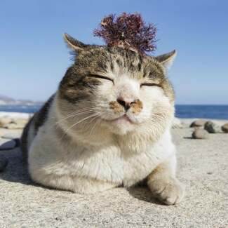 北海道・小樽の浜の「ビッグボス」、猫のケンジ あちこちでかわいがられ9個の異名