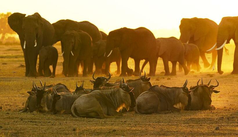 ケニア、アンボセリ国立公園の夕暮れ。ヌーが休む前を、ゾウの群れが夜をすごすキリマンジャロ山麓に向けて移動を開始する（撮影：水口博也）