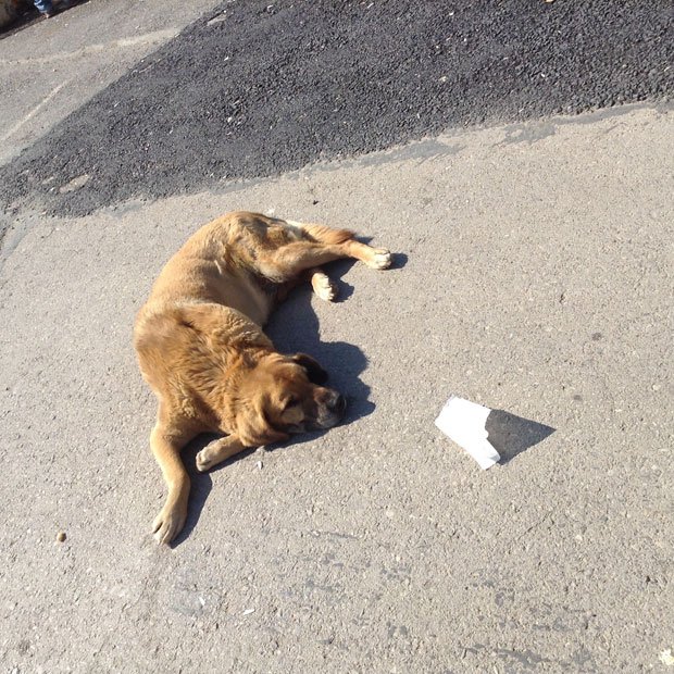 トルコのブユカダ島の犬（ほめちぎ第24回参照）どこの国の犬も若干憂いを帯びているところがいいなあ　（撮影／谷川賢作）
<br />