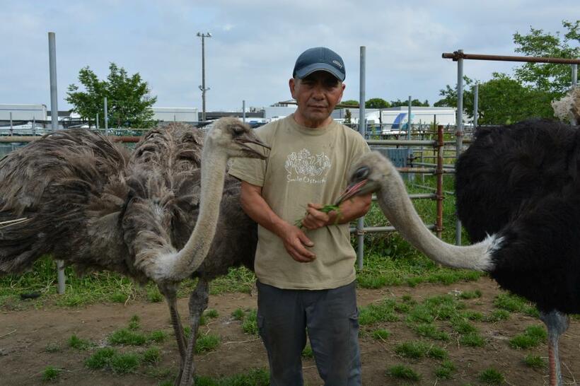 ダチョウ牧場スマイルオーストリッチのオーナー、麓善五郎さん。「動物と触れ合う場所になれば」(Ｃ）朝日新聞社