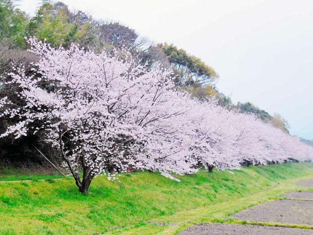 田んぼの脇に咲く桜