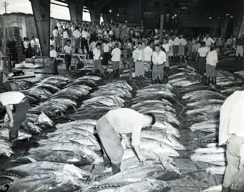 1953年8月、「魚1番線」で冷蔵貨車から下ろされたばかりのマグロの競りを行う卸売業者（C）朝日新聞社
