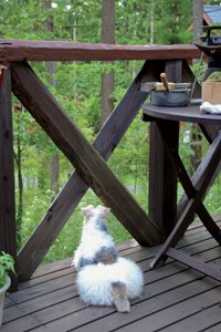 山中湖の山荘でのスナップ。じっと自然を見つめ、哀愁が漂う愛犬の後ろ姿に、「動物と子供は自然と絵になる」と長谷川さん